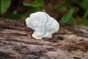 inonotus radiatus on wooden branches