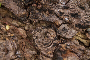 Cracked old wood background