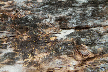 nice wood background