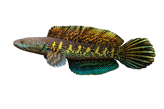 Channa Auranti snakehead fish isolated background, clipping path 
