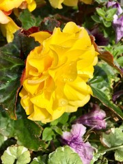 yellow rose flower