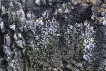 Hike from Arnarstapi to the Stone Bridge in the south of Iceland