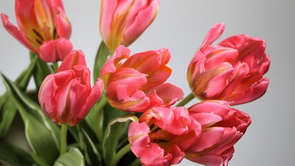 Pink tulips on white background for banner, large format