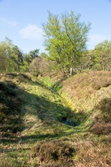 Nature reserve Wolfheze heath in the East of the Netherlands