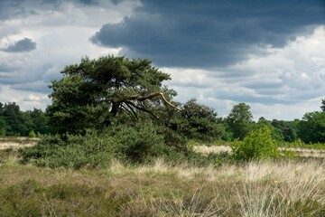 Nature reserve Wolfheze heath in the East of the Netherlands