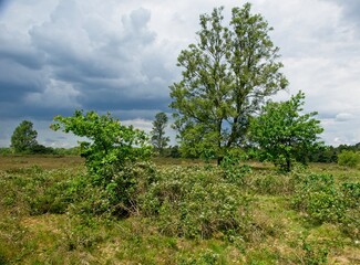 Nature reserve Wolfheze heath in the East of the Netherlands