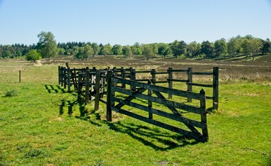 Fototapeta premium Nature reserve Wolfheze heath in the East of the Netherlands