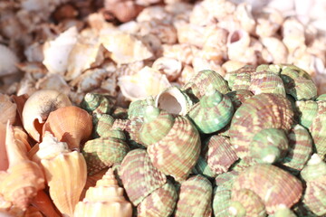 close up of shells