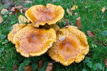 Hallimasch (Armillaria), Nordrhein-Westfalen, Deutschland