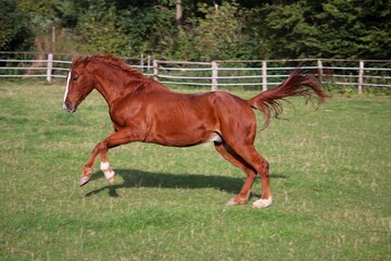 beautiful brown horse is running on the paddock