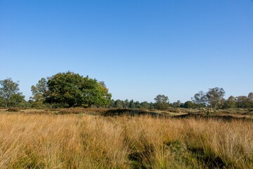 Obraz premium National Park de Hoge Veluwe in the East of the Netherlands