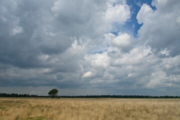 Naklejka premium National Park de Hoge Veluwe in the East of the Netherlands