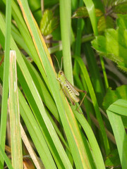 A grasshopper on a green long leaf of grasses