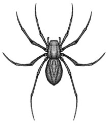 Engrave isolated spider hand drawn graphic illustration