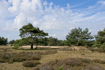 National Park de Hoge Veluwe in the East of the Netherlands