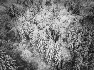 Snow covered forest with black and white color in Estonia