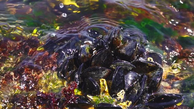 Mediterranean mussel or Mytilus galloprovincialis on rocks in the sea.