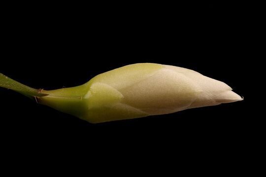 False Christmas Cactus (Schlumbergera truncata). Flower Bud Closeup