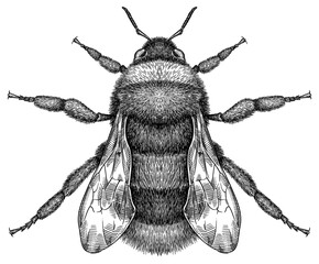 Engrave isolated bumblebee hand drawn graphic illustration © Turaev