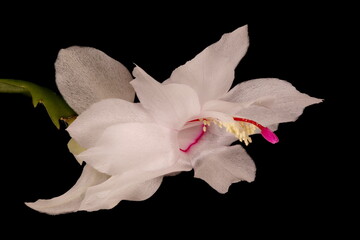 Fototapeta na wymiar False Christmas Cactus (Schlumbergera truncata). Flower Closeup
