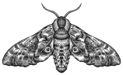 Engrave isolated moth hand drawn graphic illustration - obrazy, fototapety, plakaty