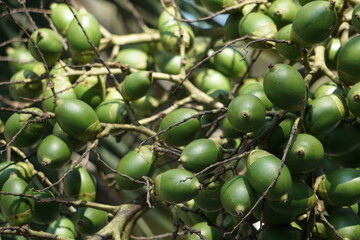 betel nut tree in the garden