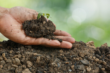 Man holding young green seedling with into soil fertile