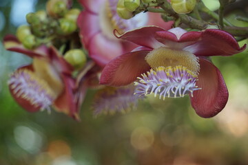 Close up Cannonball flower In temple In Thailand