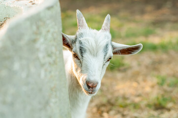 Portrait of a cute goat