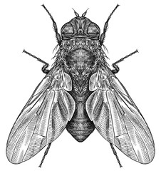 Engrave isolated fly hand drawn graphic illustration © Turaev