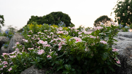 Pink vinca flowers in the garden in Thailand(Madagascar periwinkle, Vinca,Old maid, Cayenne jasmine, Rose periwinkle