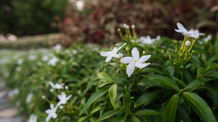 Soft Focus Jasmine flower in the garden in Thailand