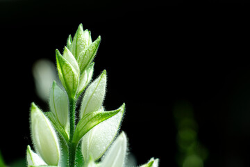 Soft Focus Macro of pollen flower in the garden