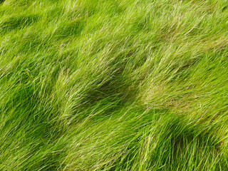 The wind laid the wild grass
