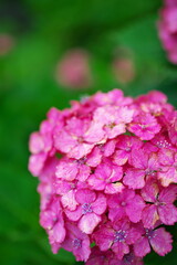 アジサイが鮮やかになる季節