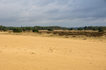 Sand dunes in National Park de Hoge Veluwe in the Netherlands