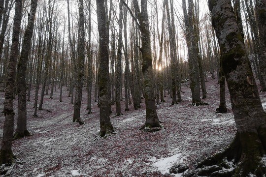 Bosco di faggi (Fagus sylvatica) in Inverno con prima nevicata