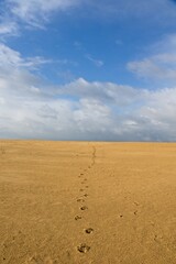 Sand dunes in National Park de Hoge Veluwe in the Netherlands