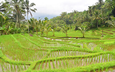 Green beautiful rice terrace in Bali Indonesia during sunny day and blue sky