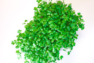 Germination of seeds for nutrition. Seedlings Micro Greens