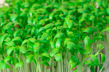 Germination of seeds for nutrition. Seedlings Micro Greens