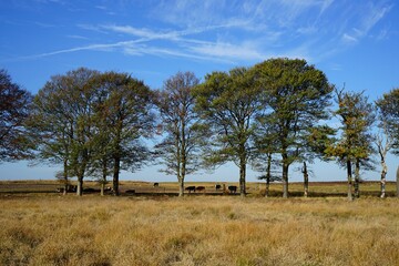 National Park de Hoge Veluwe in the Netherlands