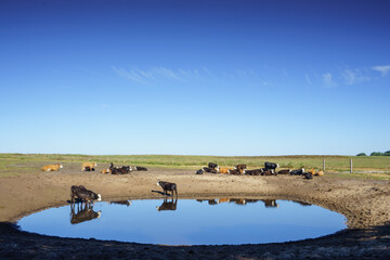 Cows drinking at a water hole in National Park Hoge Veluwe