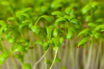 Germination of seeds for nutrition. Seedlings Micro Greens