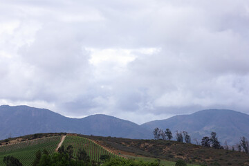 vineyard in a hill with dark cloudy sky
