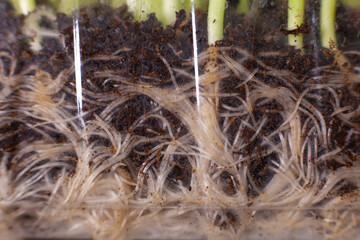 Germination of seeds for nutrition. Seedlings Micro Greens
