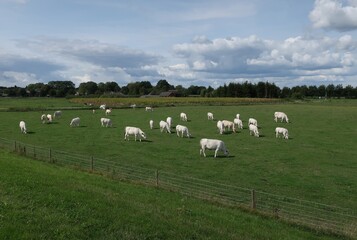 White cows grazing in green field