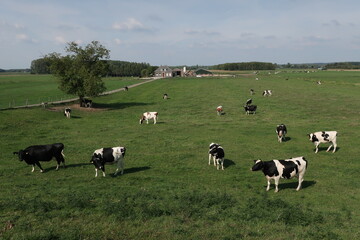 Cows and farm in Utrecht province in the Netherlands