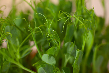Germination of seeds for nutrition. Seedlings Micro Greens