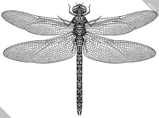 Engrave isolated dragonfly hand drawn graphic illustration - obrazy, fototapety, plakaty